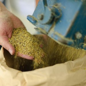Process of making Mustard